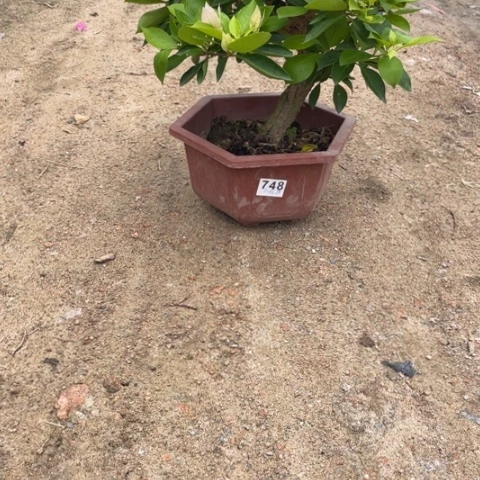 许****粒老桩头粉天使三角梅