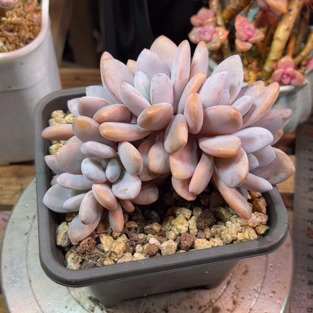 粉兔朵朵缀多肉植物yinv