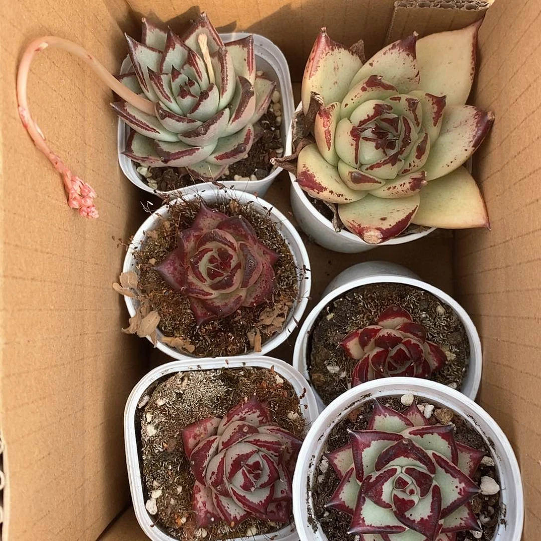 乌木6个9.9包邮 5127