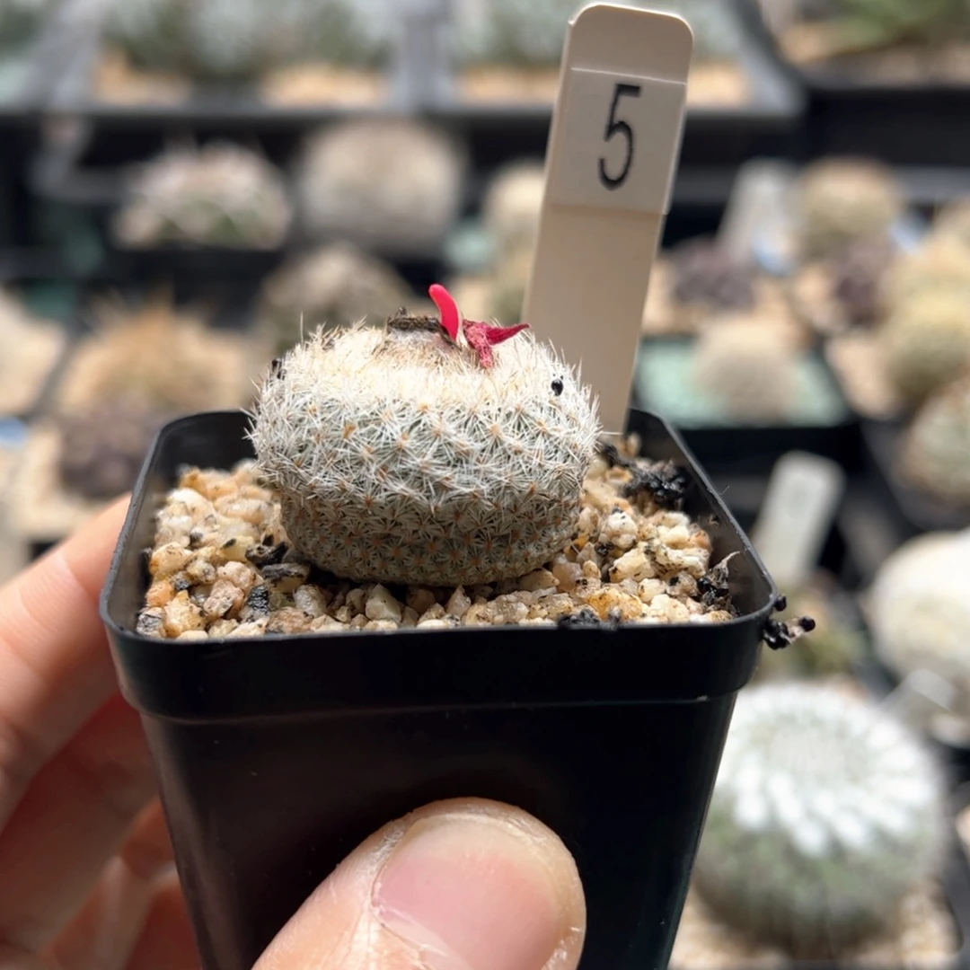 实生月世界 脱土发货多肉