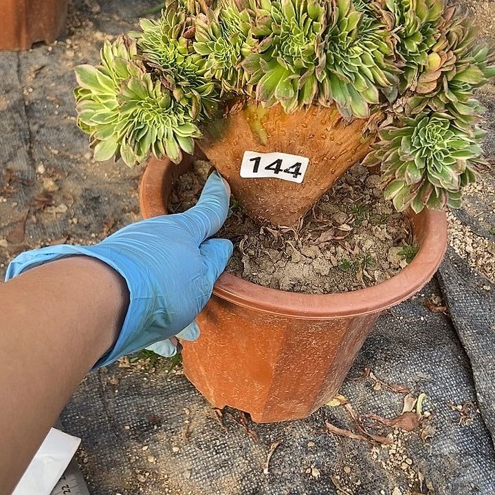 144海王老庄缀化特价