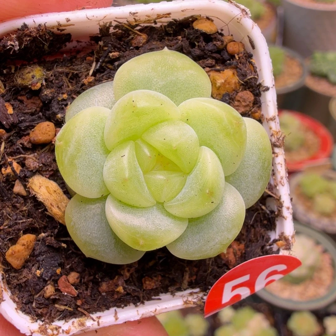 56号甜心楼兰一物一拍