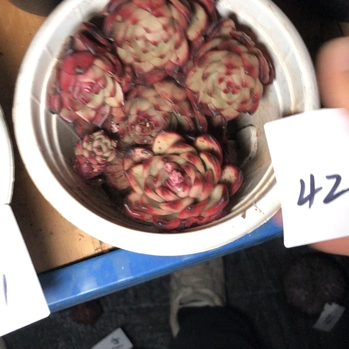 嫑**怹42////////////////