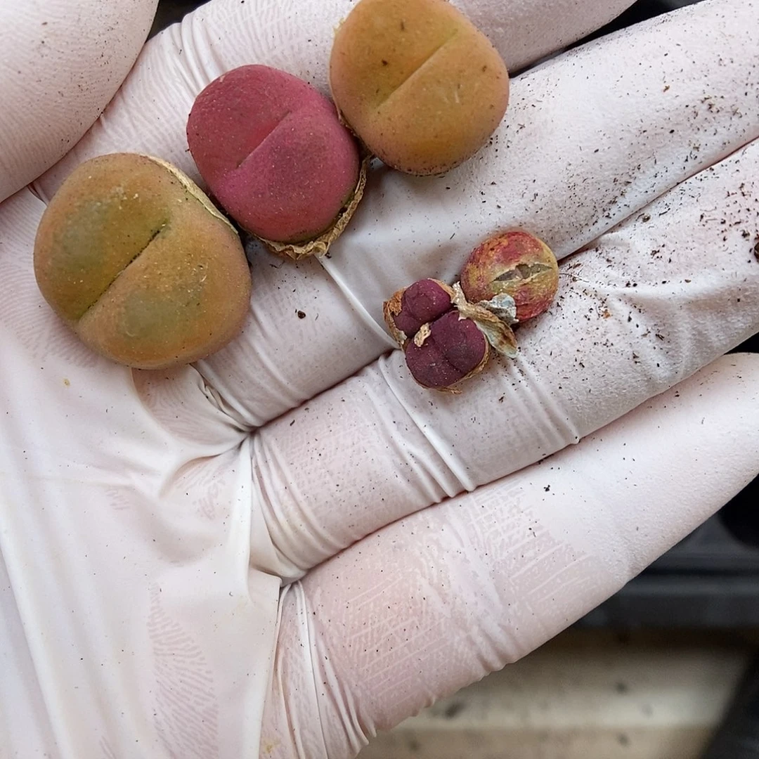 多肉植物K-2230（1.0）毛汉尼三颗