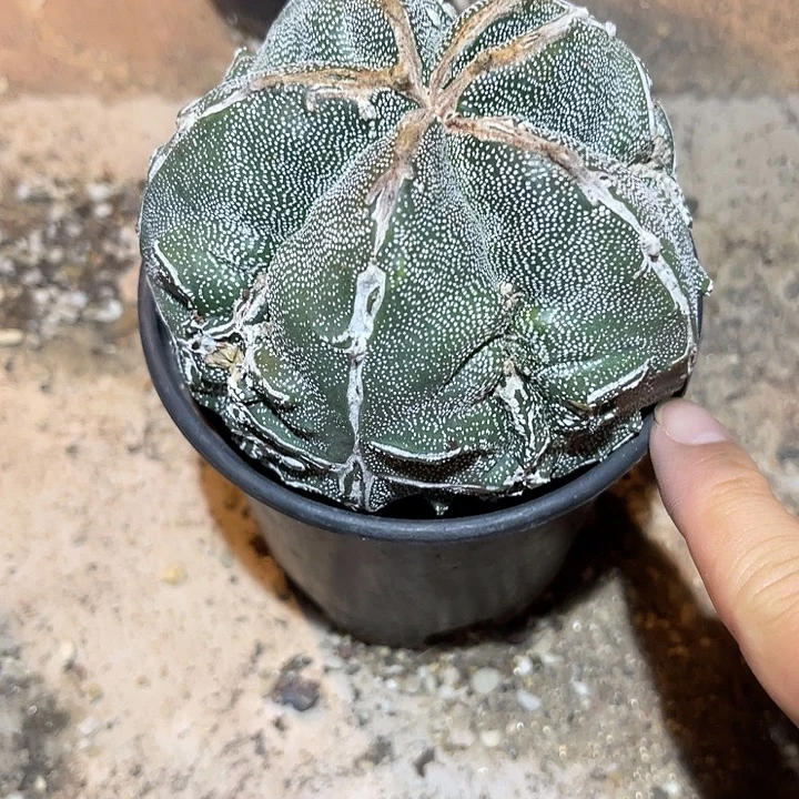 无花朵大恩冢鸾凤玉
