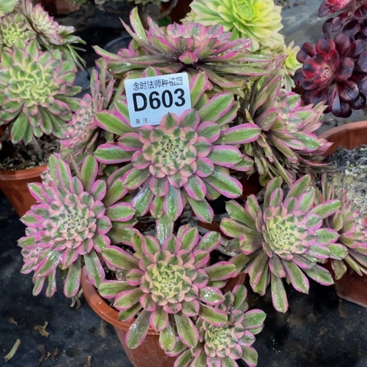 小***.603糖果111111多肉