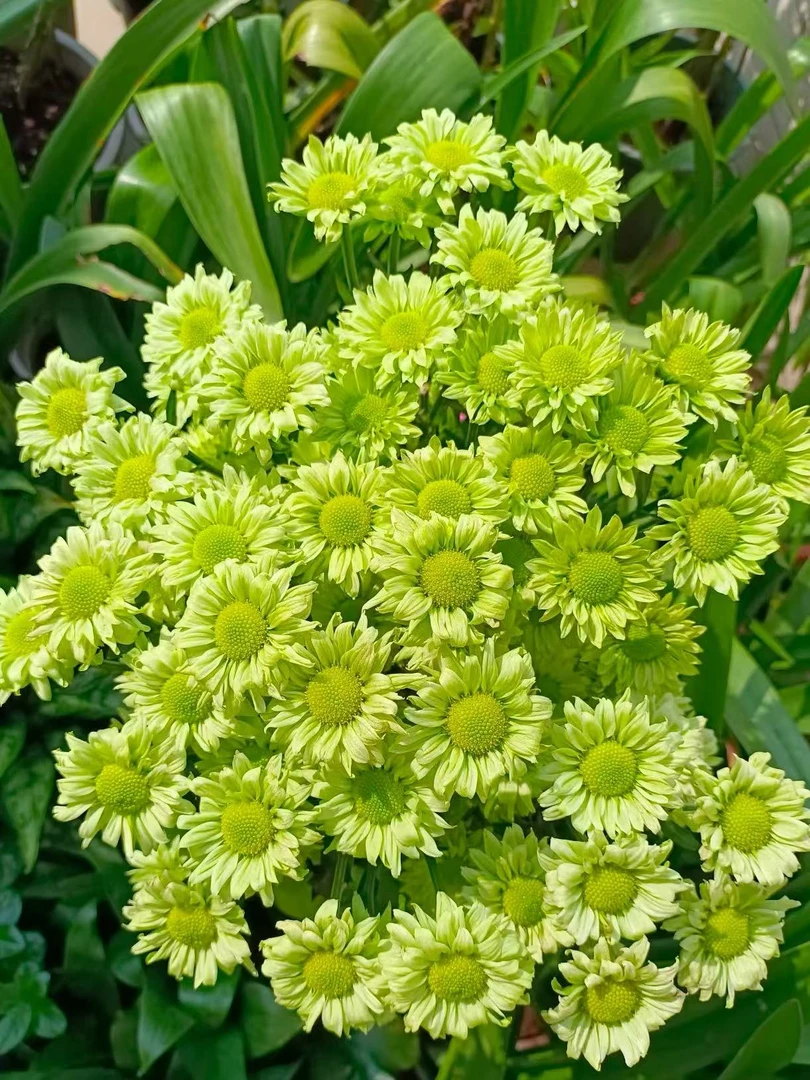 随机切花菊小苗3棵