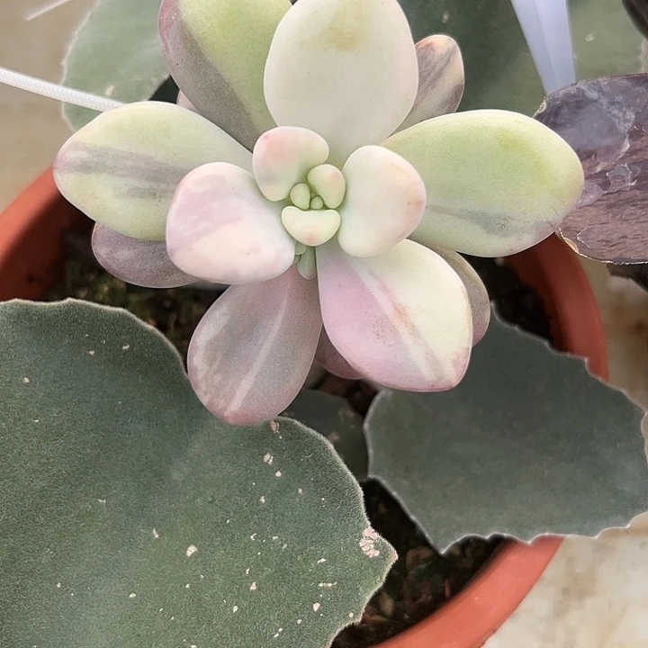 桃蛋锦多肉植物拉丝