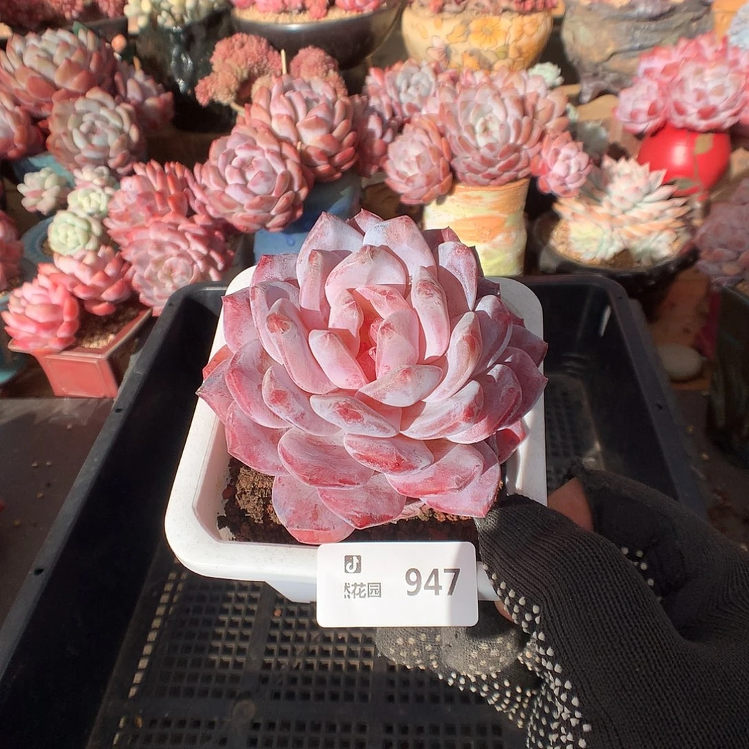 947韩橙多肉植物666