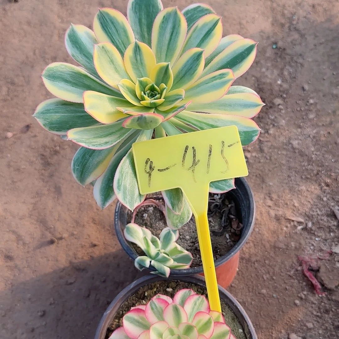 琳****园4-415---多头多肉植物