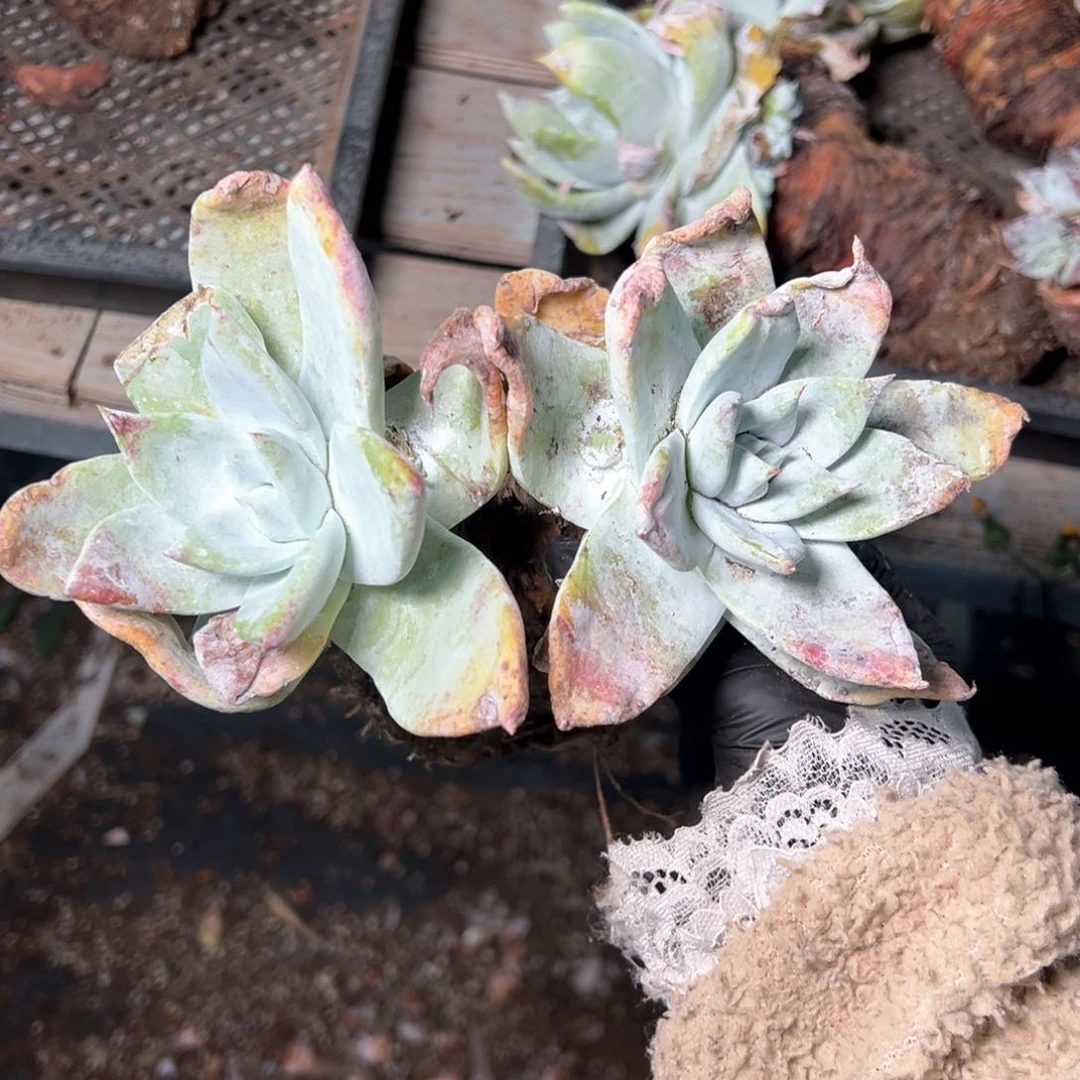 6175哈哈哈哈哈哈哈哈