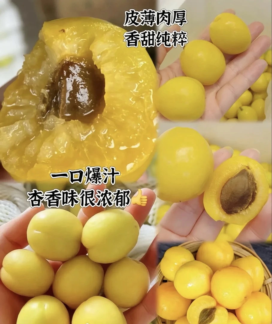 新疆特产库车小白杏