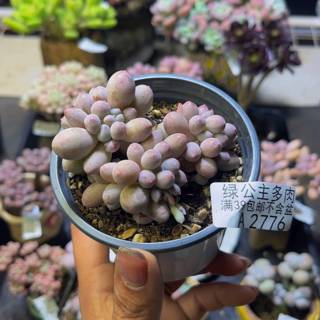 向***学香水手指奶酪2776/7cm