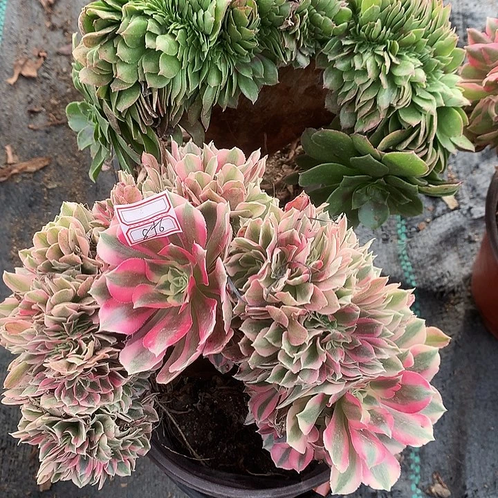 ℋ****࿐312女巫万圣节缀化多肉植物