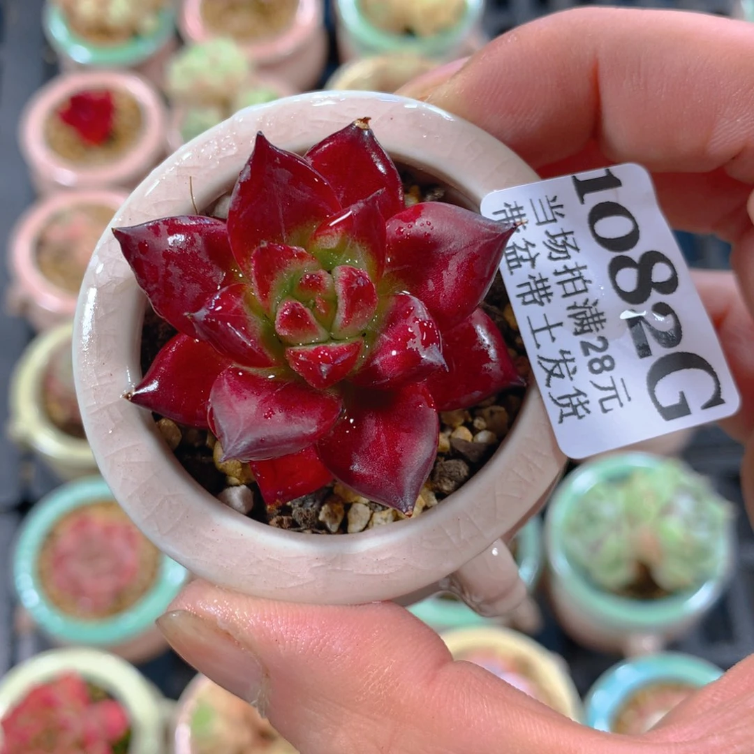 5厘米盆精控多肉1082