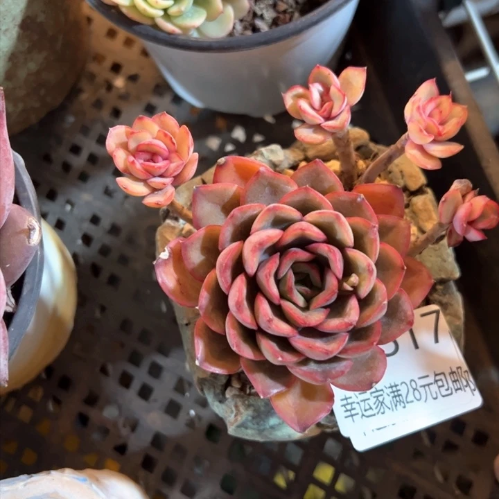 幸运的是我的朋友们都