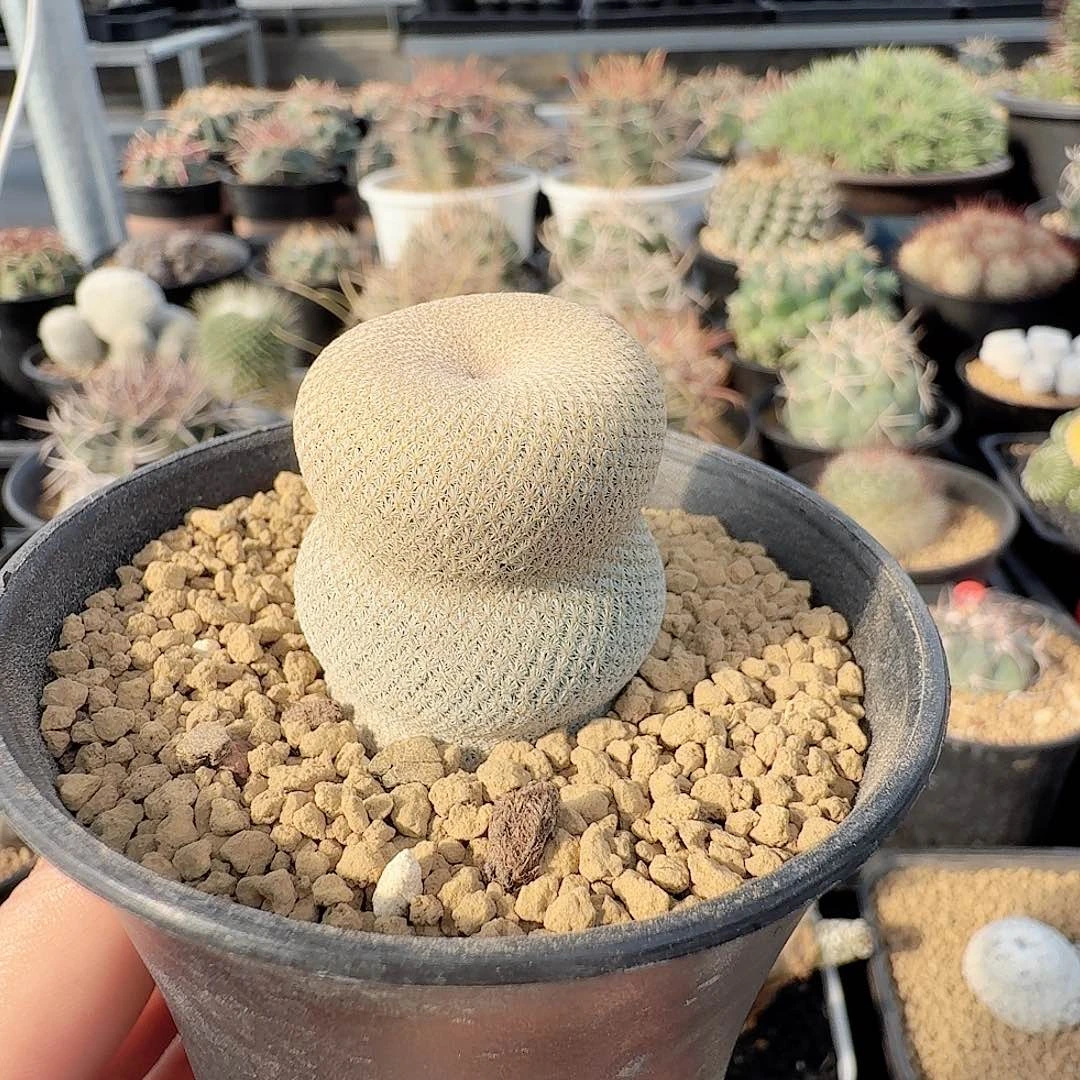 实生小人帽带盆发货