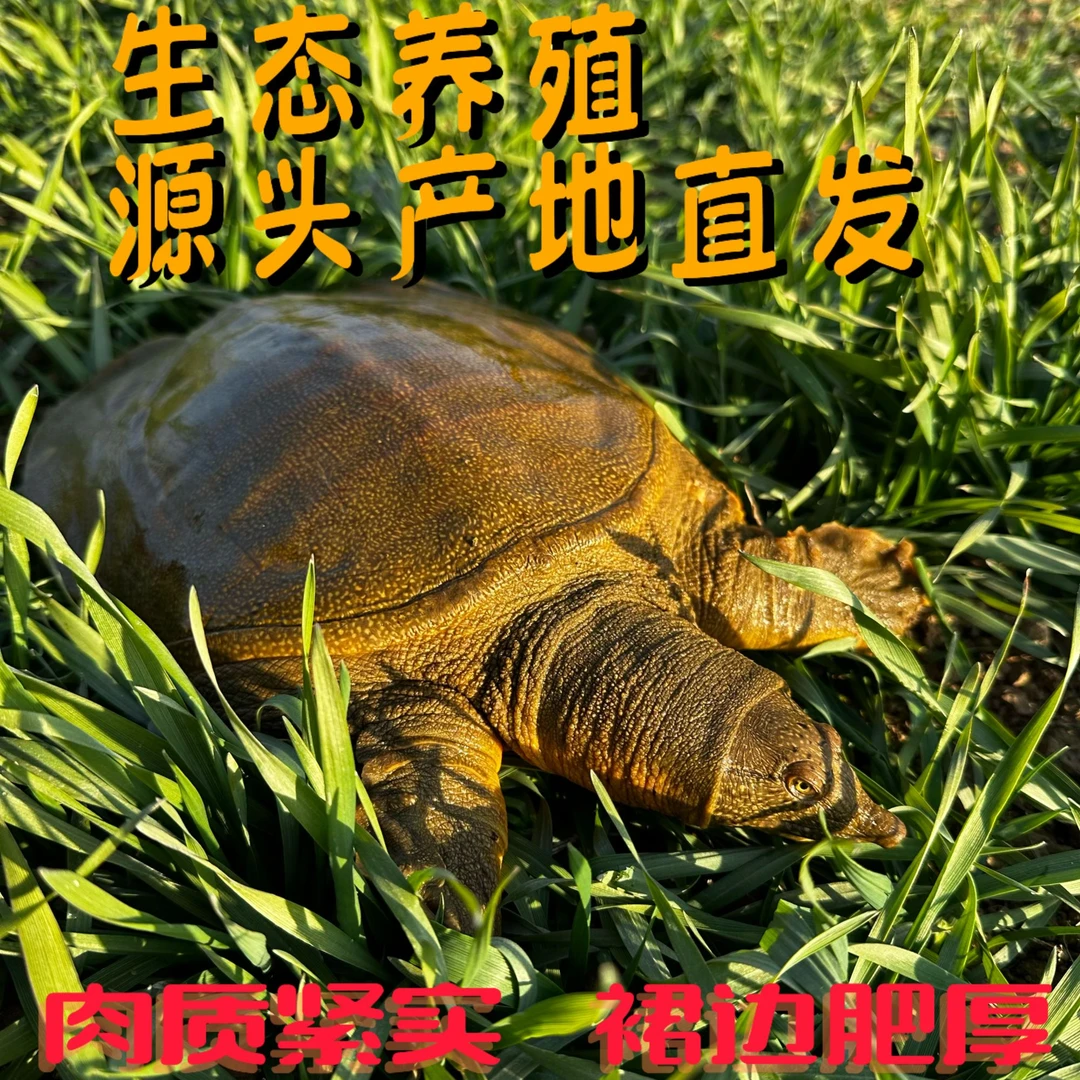 潢川甲鱼福利款两只装（顺丰包邮）