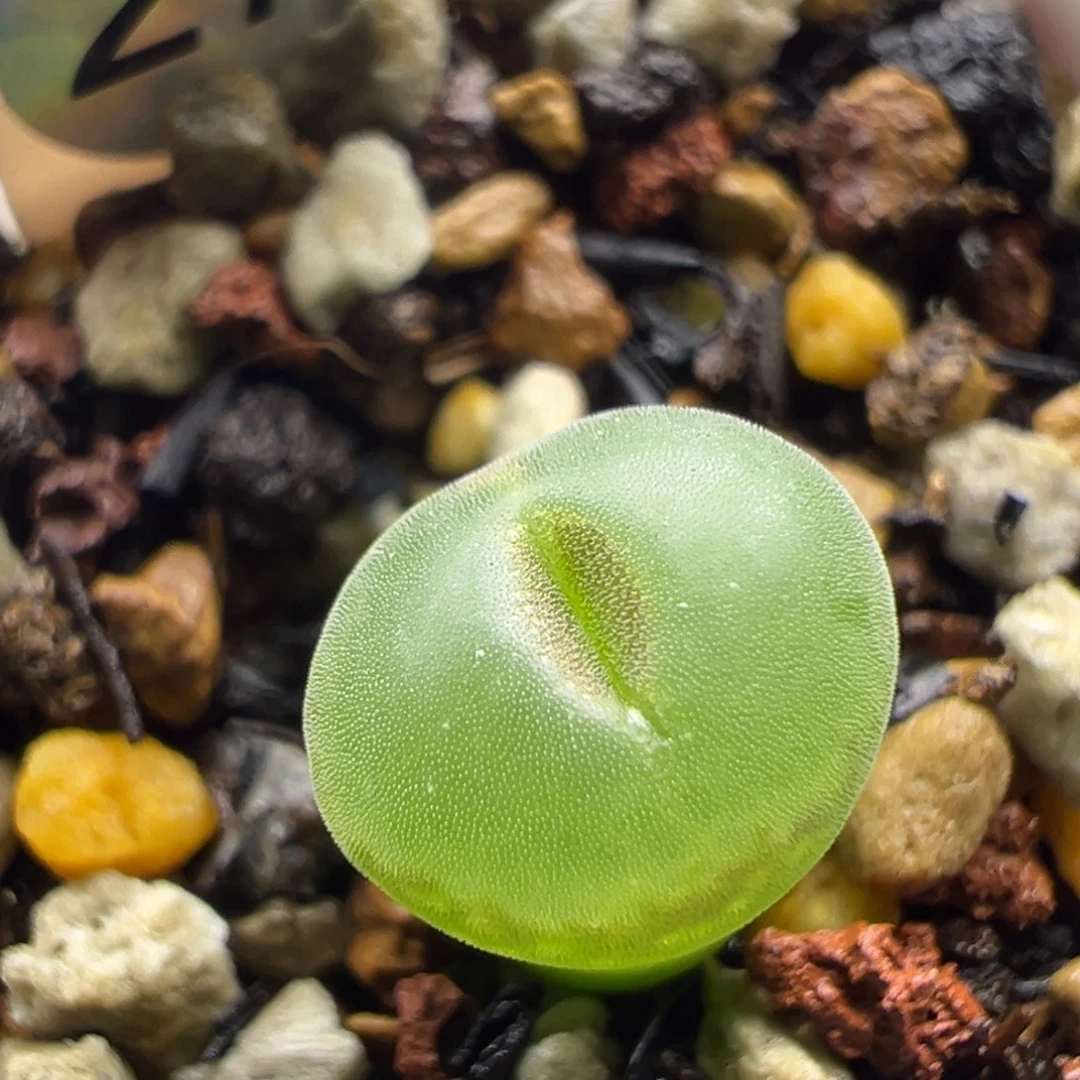 27粉红女郎纽扣母本一物一拍