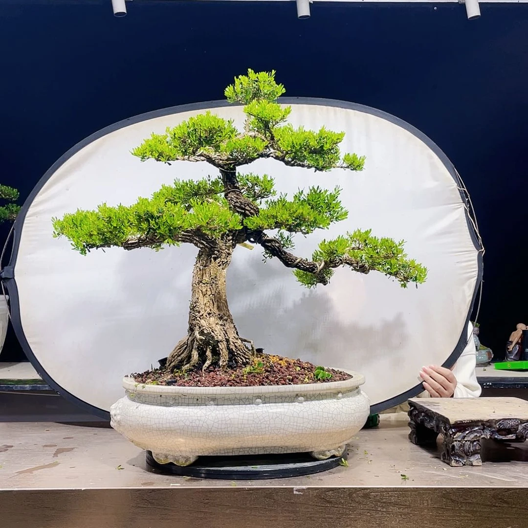 完全开放黄杨盆景四季常青