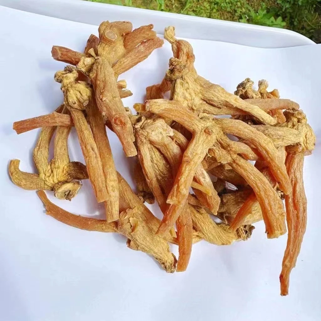 【小清】龙爪参