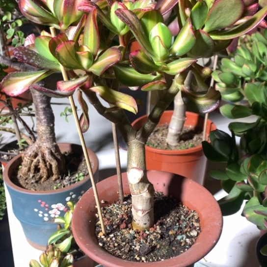 熊*8861卷叶精品脱土发