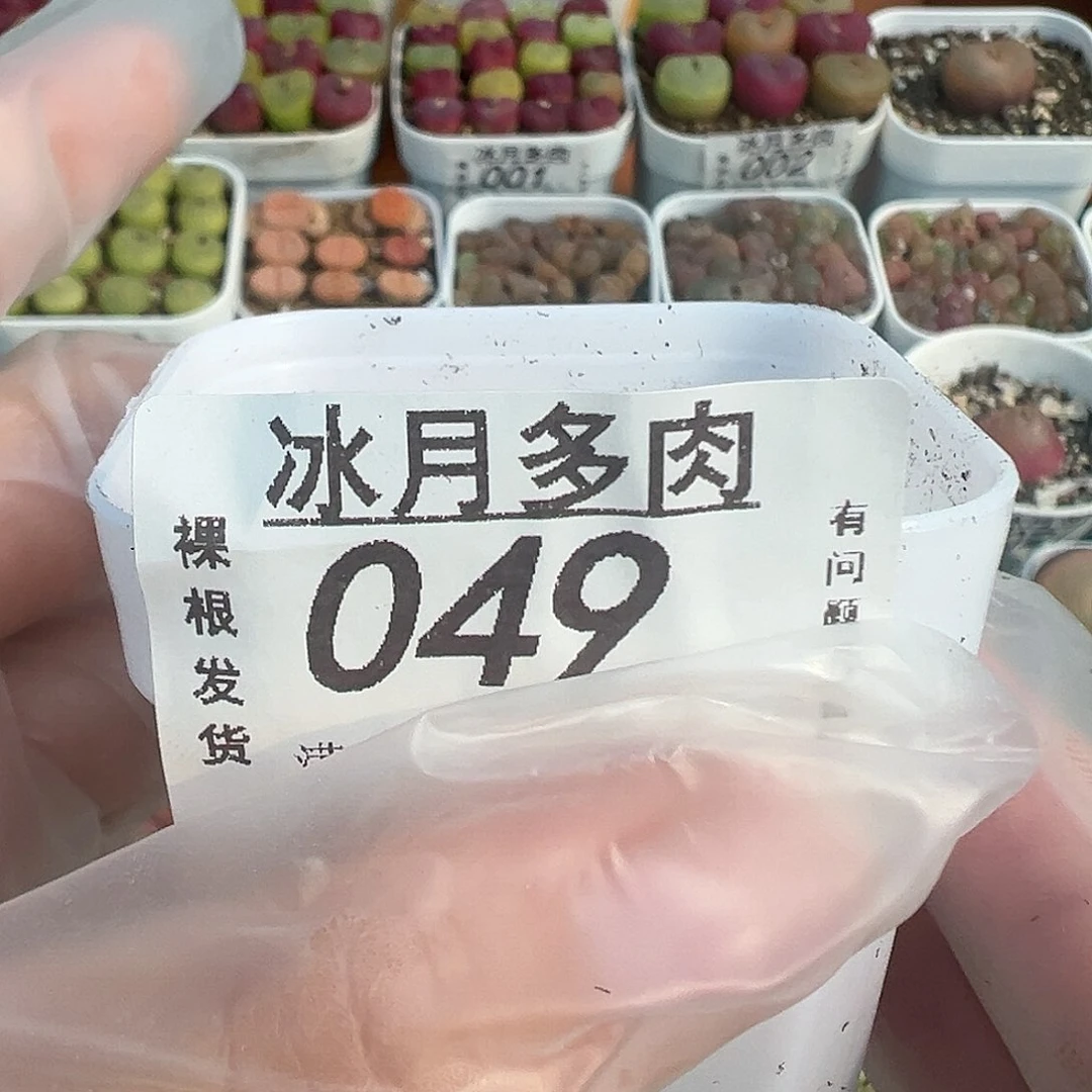 049蟠桃5颗裸根发货