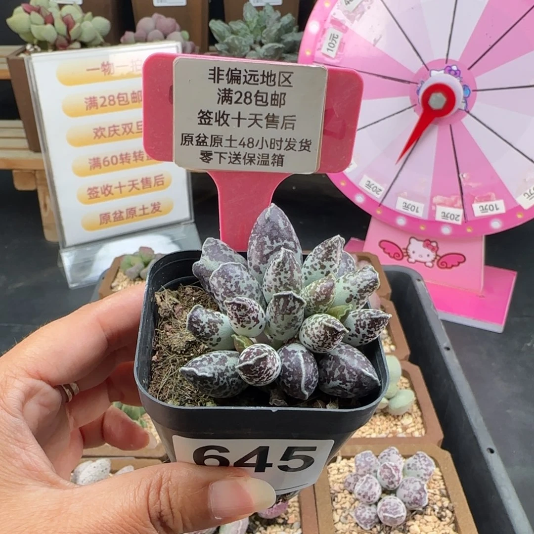 645二代紫海报多肉植物