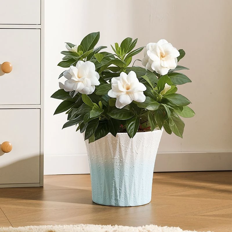 新疆西藏包邮现代高颜值陶瓷花盆大口径盆栽多肉富贵发财树绿萝君