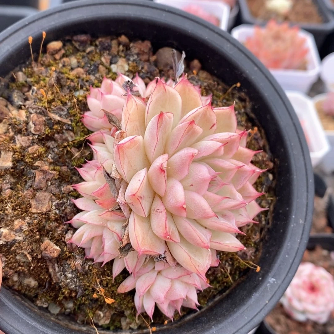 精品多肉一物一拍不包整175