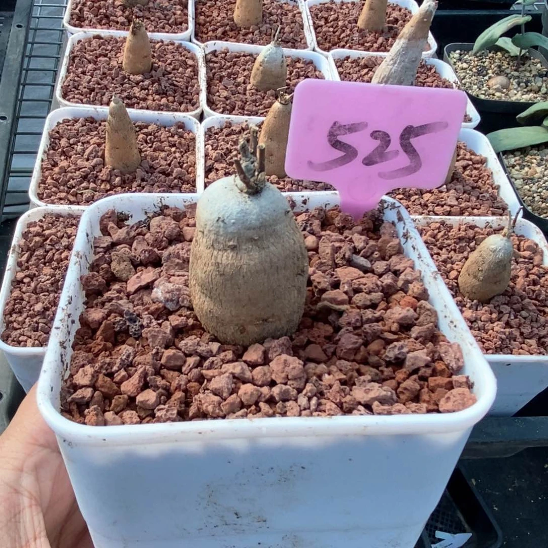 布鲁牵牛多肉植物