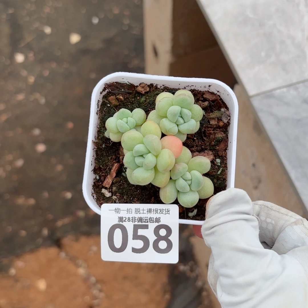 萤火虫奶无盆土发货