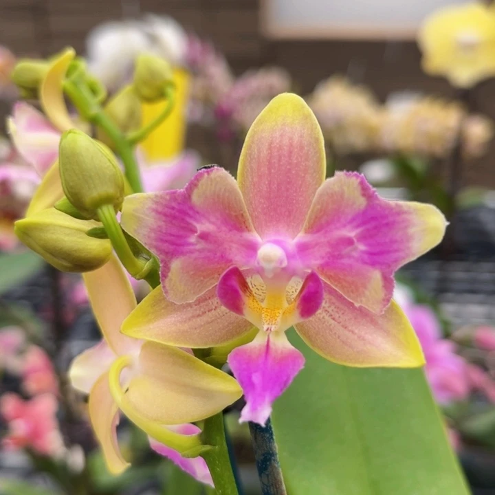 少量花朵（建议范围：2朵-5朵 或40%以下）