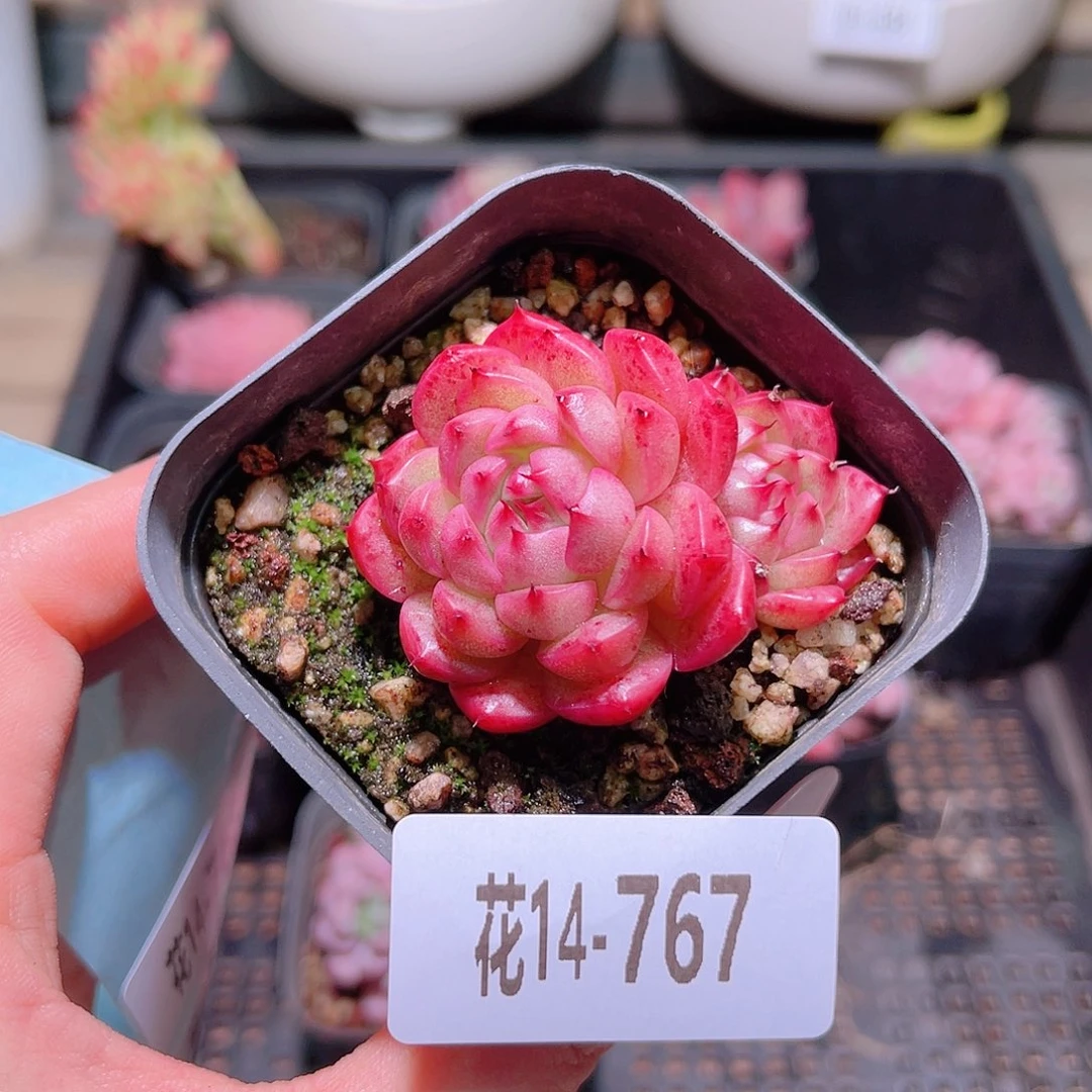 花利美14-767海王