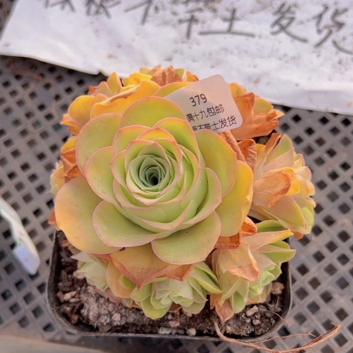379 裸根不带土发货