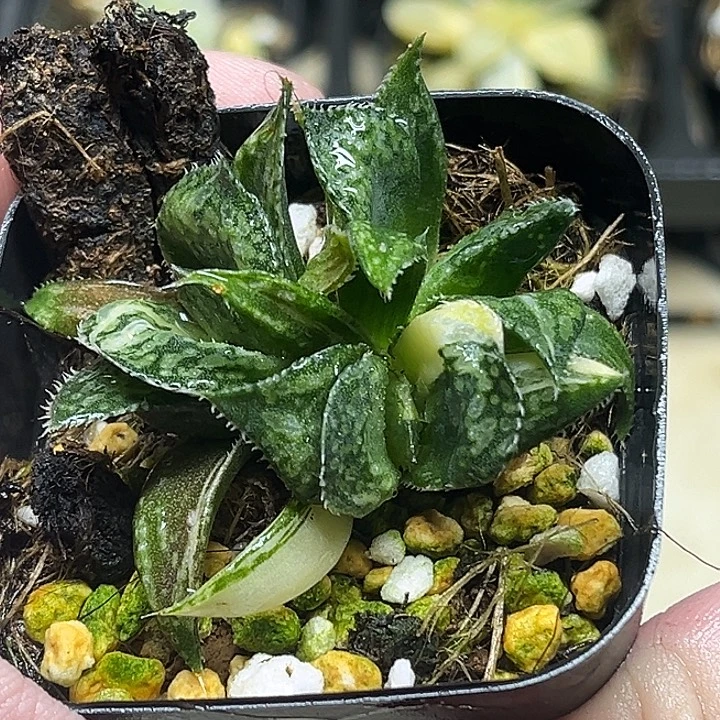 442三头实生寿锦头家多肉十二卷