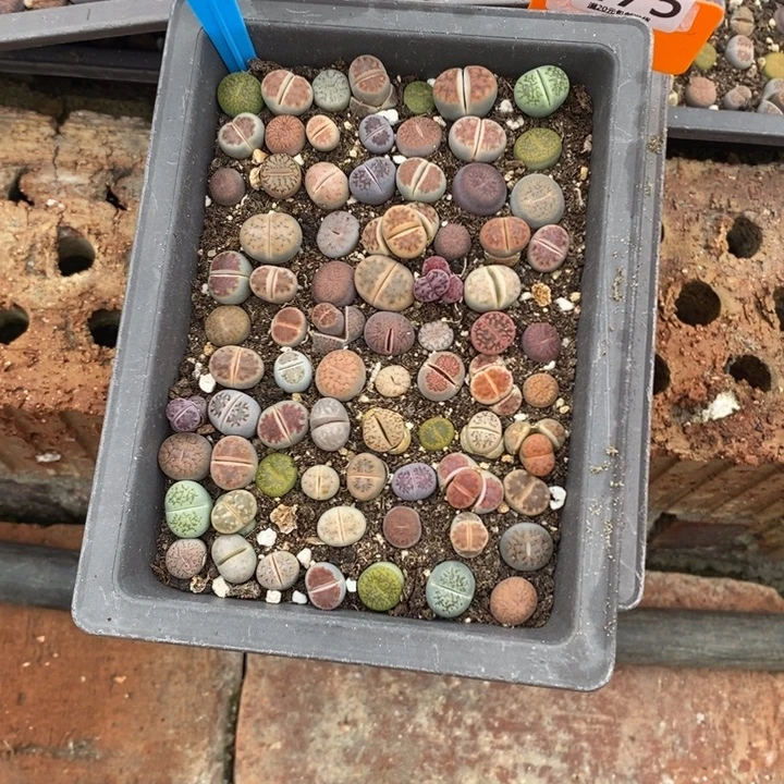 冬***生石花等植物的生长474
