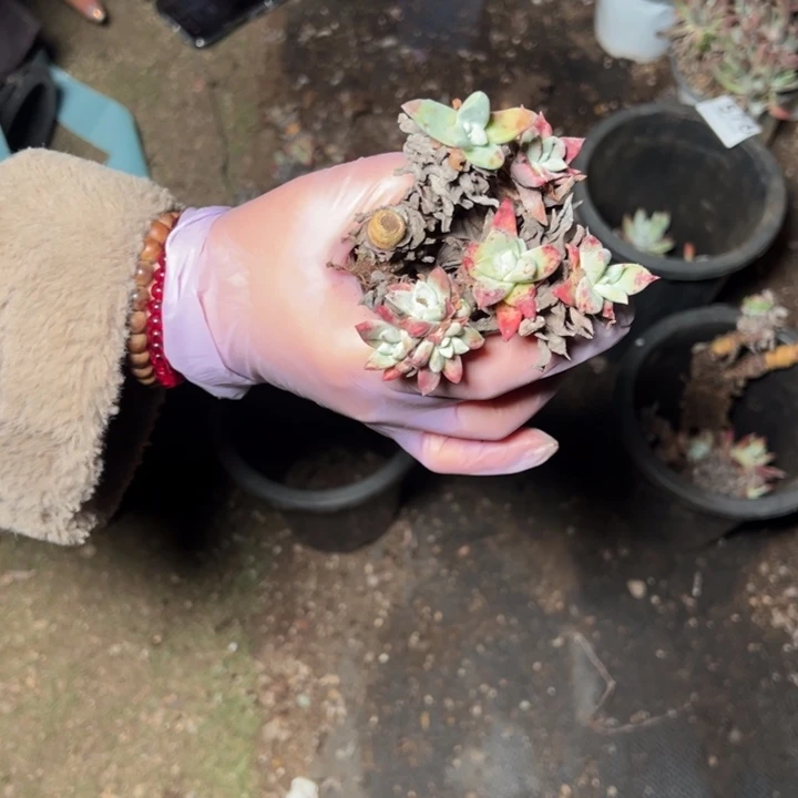 578哈哈哈哈哈哈多肉