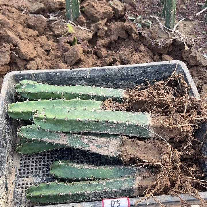 带根袖蒲 长偏多