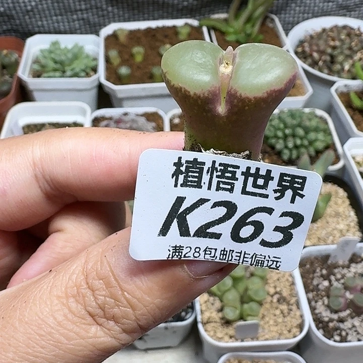 多肉植物的人生fgh