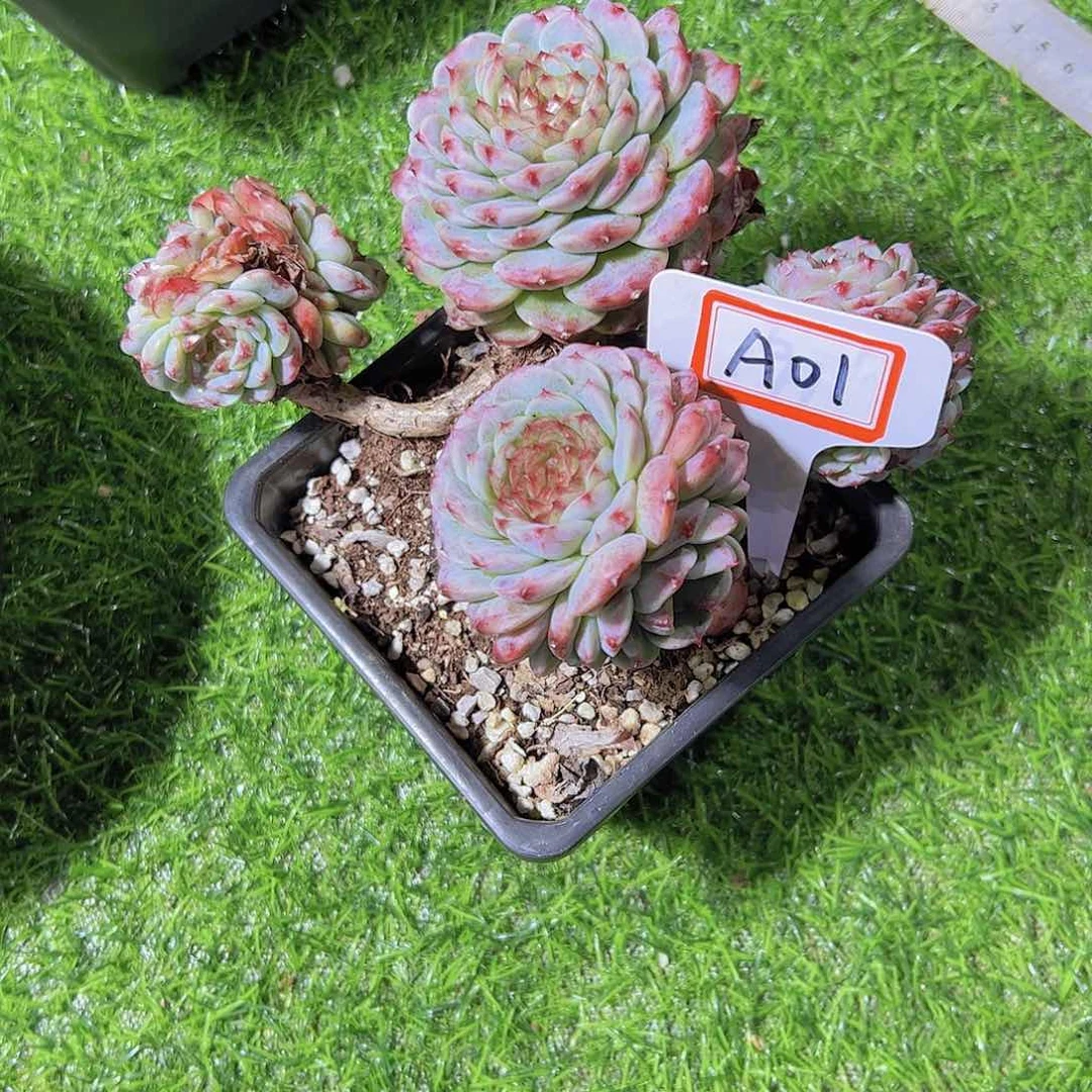 星*谷A01天鹅绒28。。。