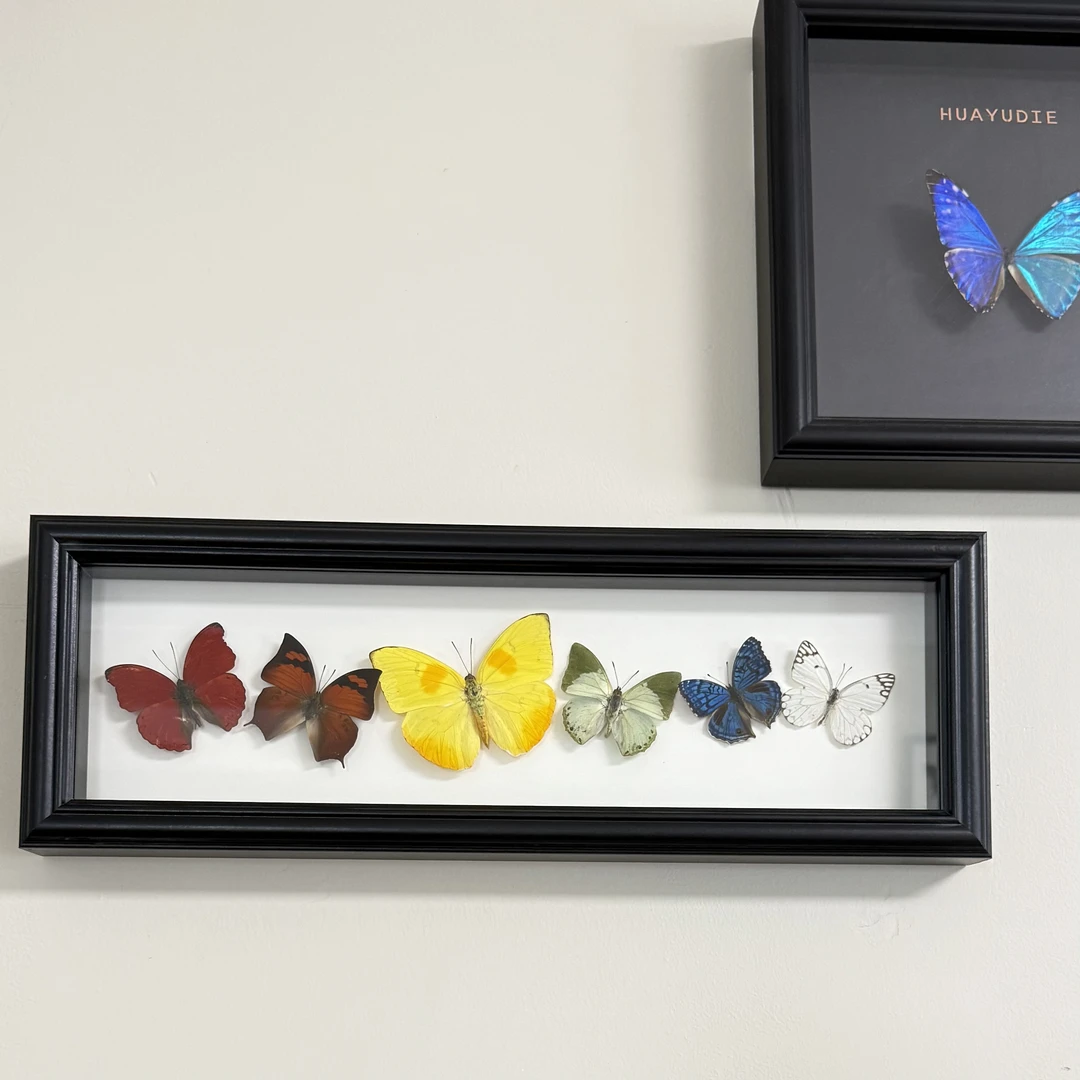 渐变色真蝴蝶标本相框情侣礼物情人节送女友闺蜜创意礼品家居好物