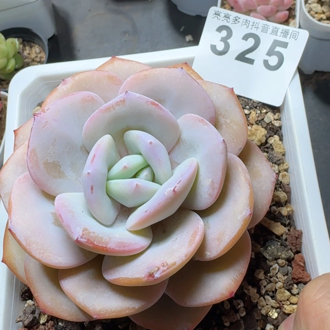 奶茶         多肉植物