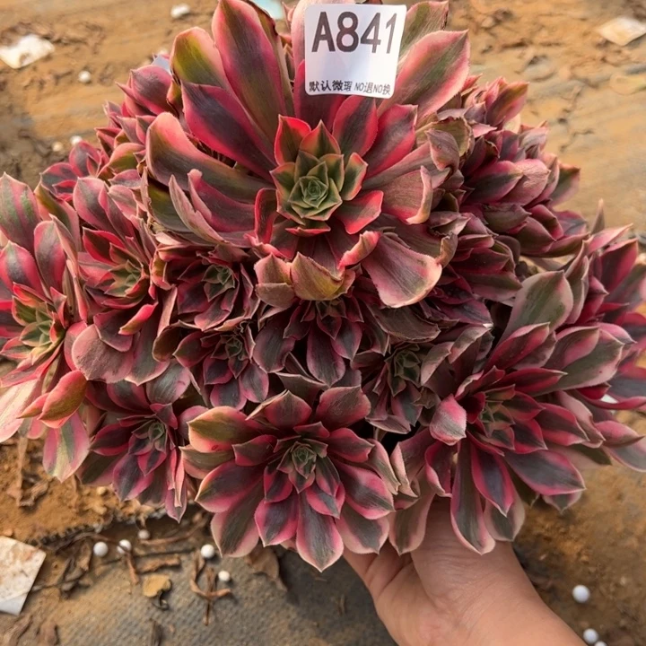 女妖多肉植物841.