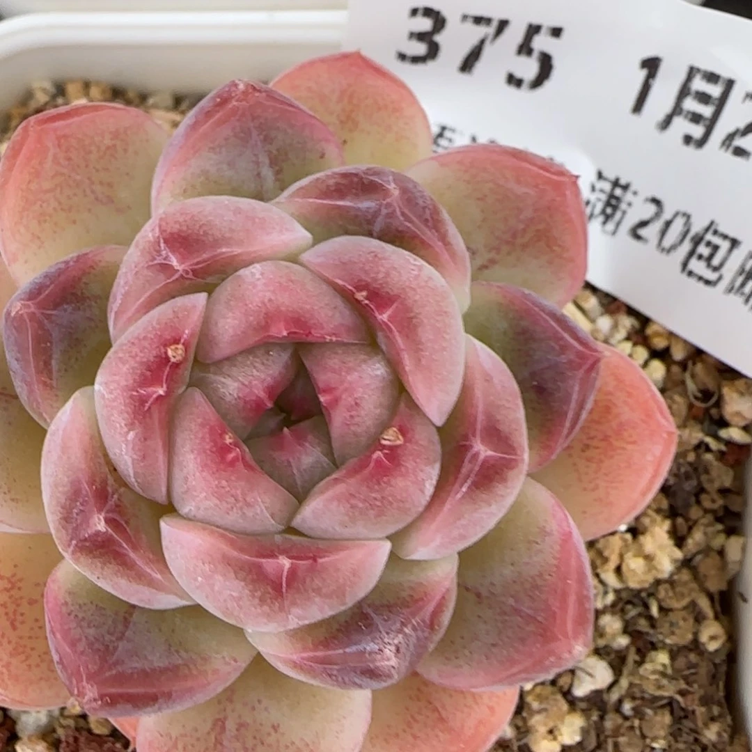 花语逸镜0127-375