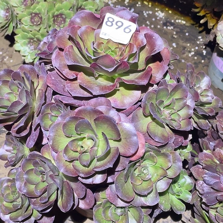 多肉植物断枝不包896美金玫瑰