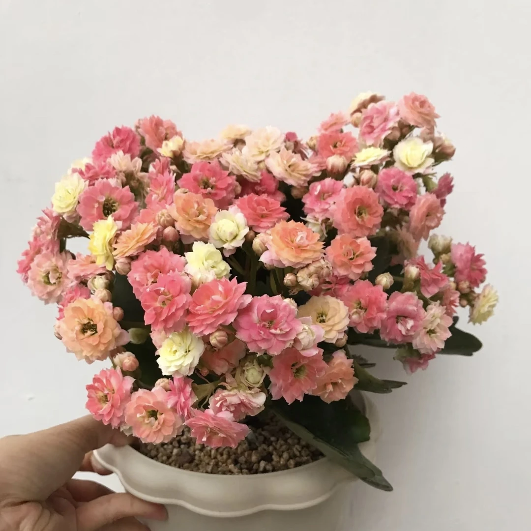〖七彩毛绒二代〗110盆长寿花