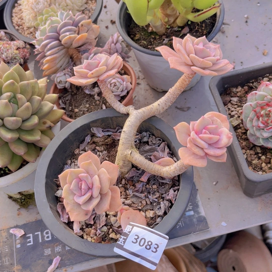 彩虹糖石化多肉植物3083