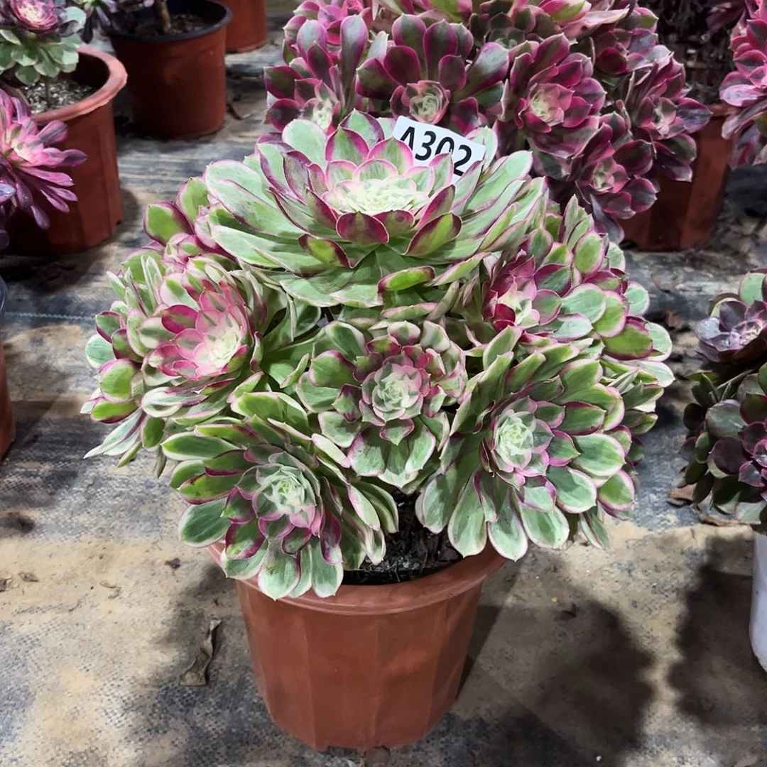 多肉植物孔雀翎302多肉