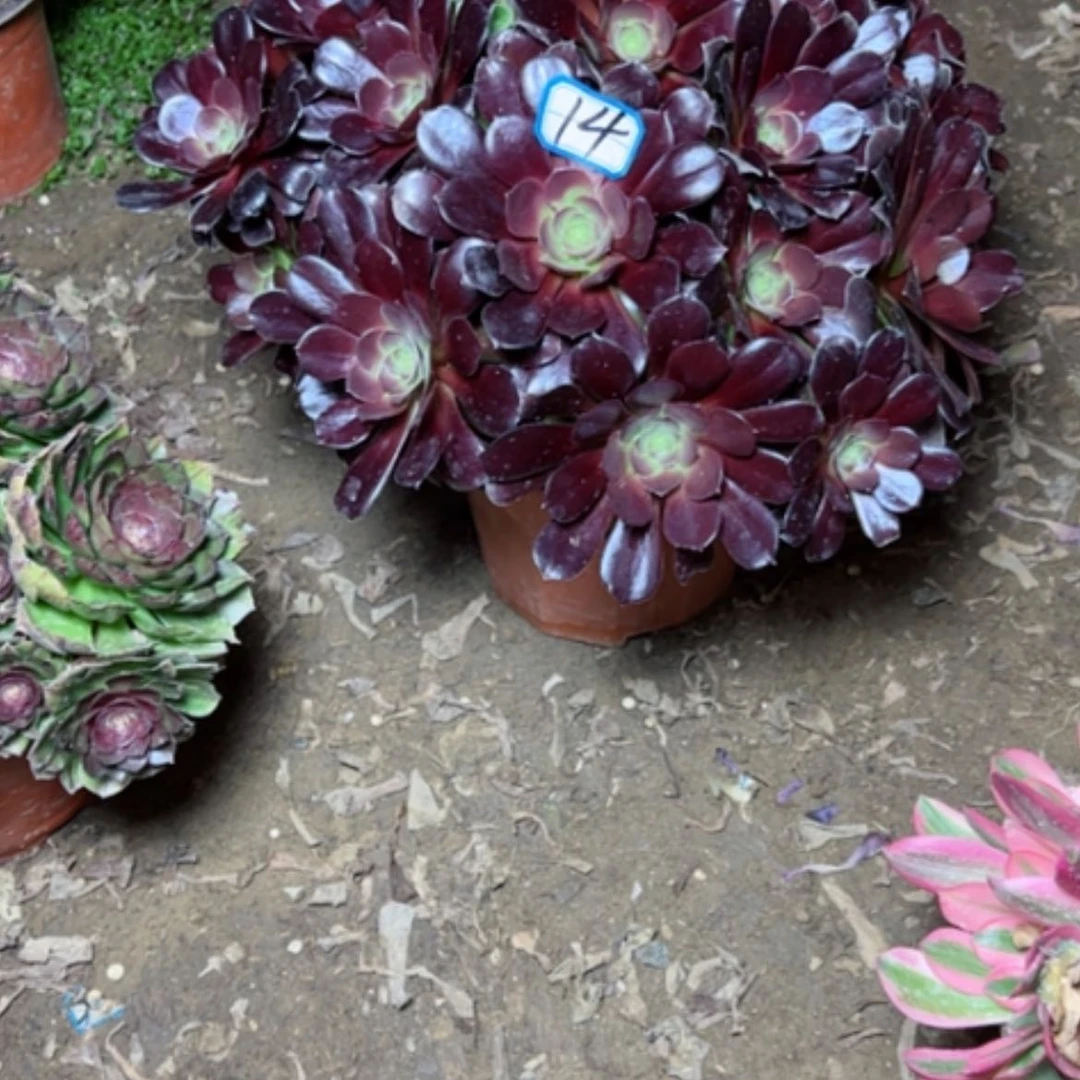 【闪购商品】花*语多肉植物满江红14